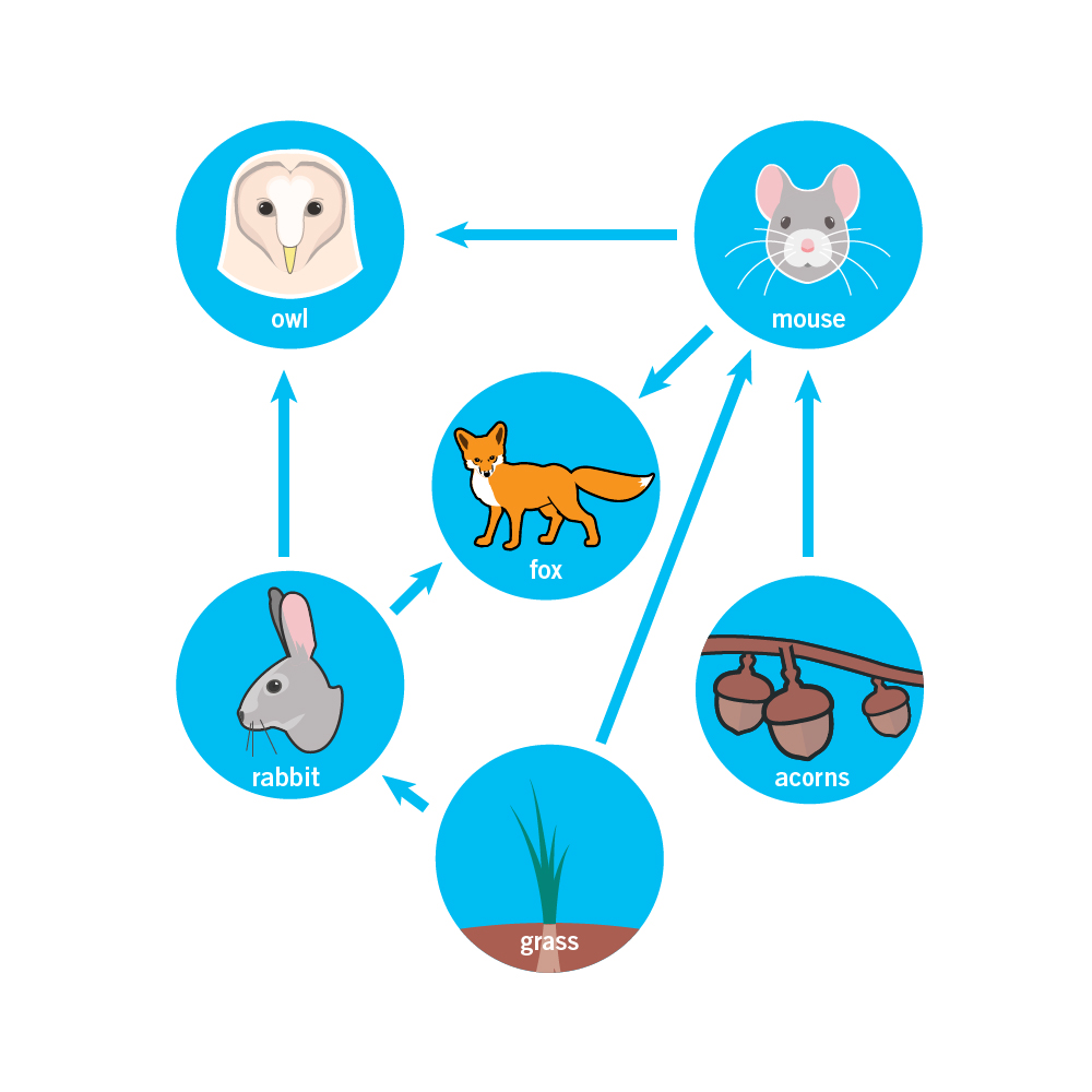 Examples Of Producers And Consumers